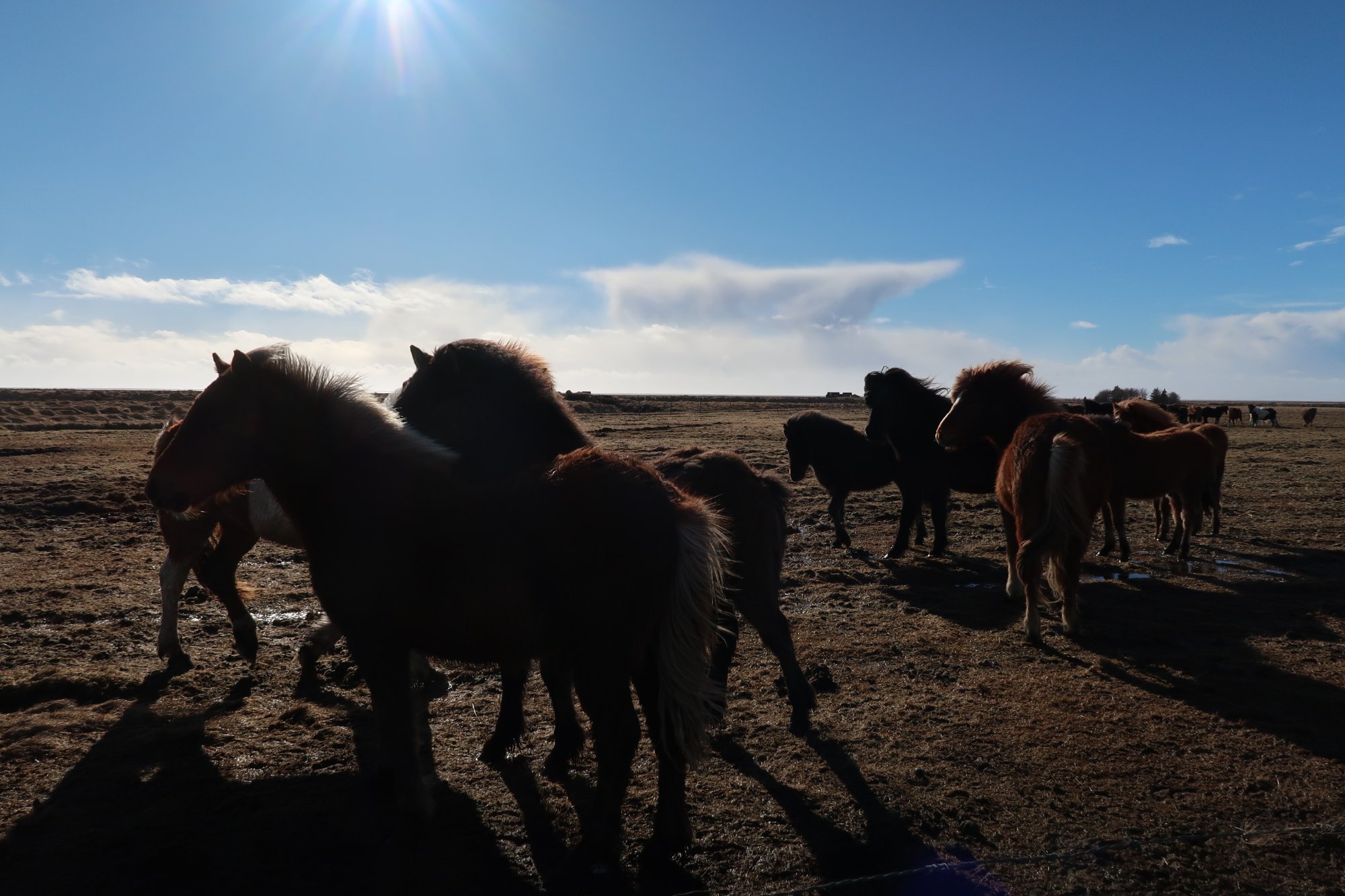 Icelandic horses